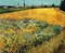 Wheatfield 1888 Poster Print by Vincent Van Gogh - Item # VARPDX374591
